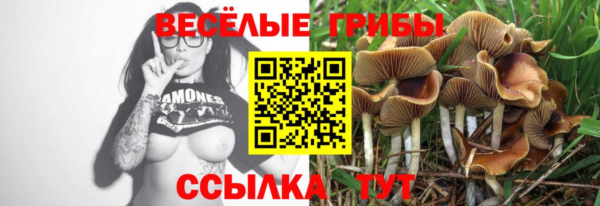 Псилоцибиновые грибы GOLDEN TEACHER Кимры